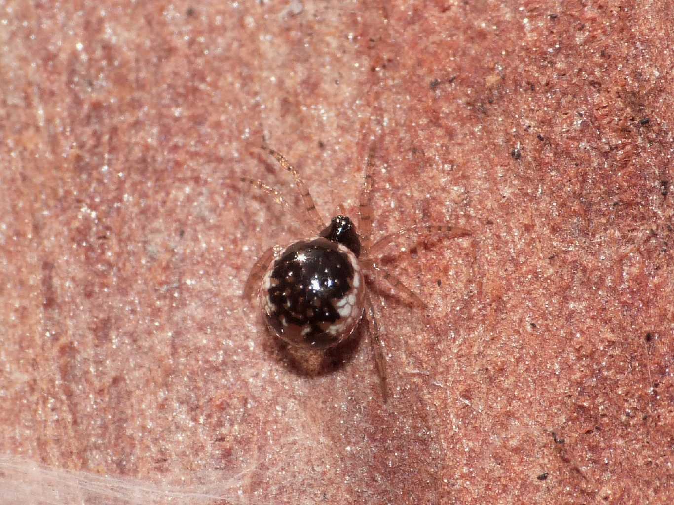 Giovane Sardinidion blackwalli - Torrimpietra (RM)